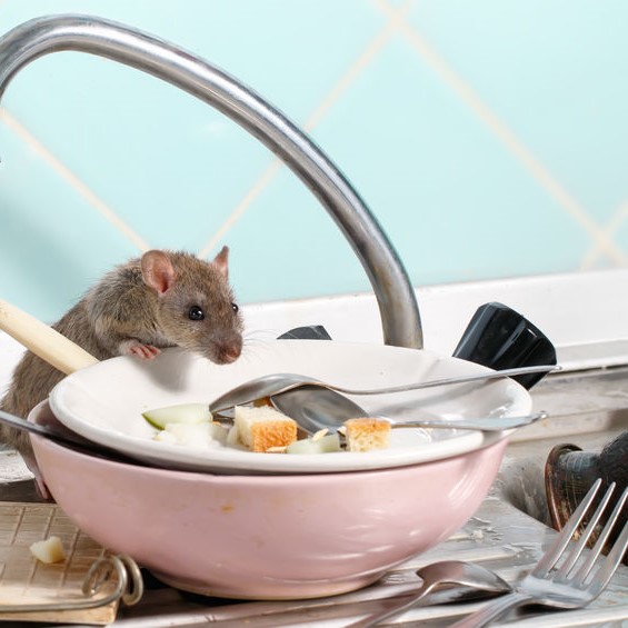 mouse looking at food on dirty plate