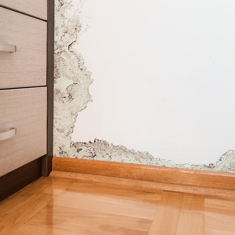 mold growing on a wall in a home