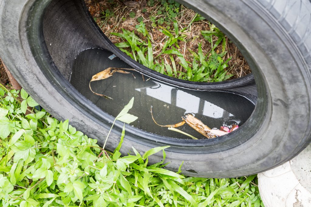 Standing Water in an Old Tire