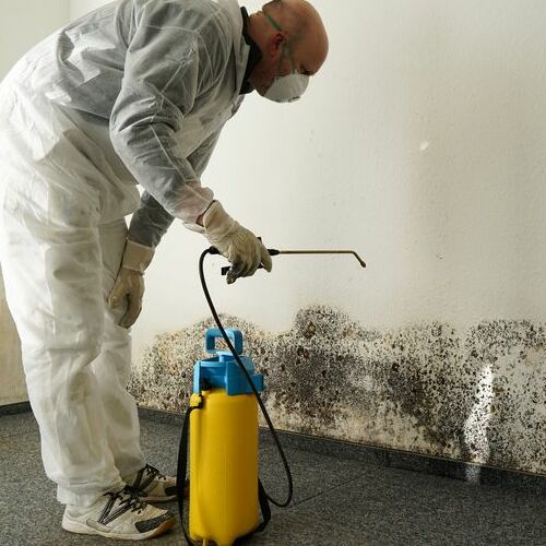 A Technician Sprays Mold to Remove It.