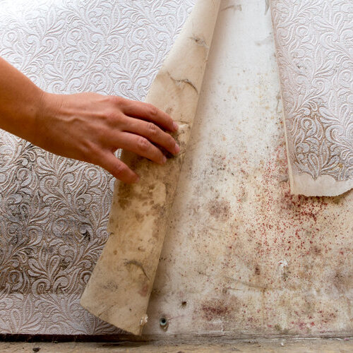 Peeling away wallpaper to reveal mold on a wall.