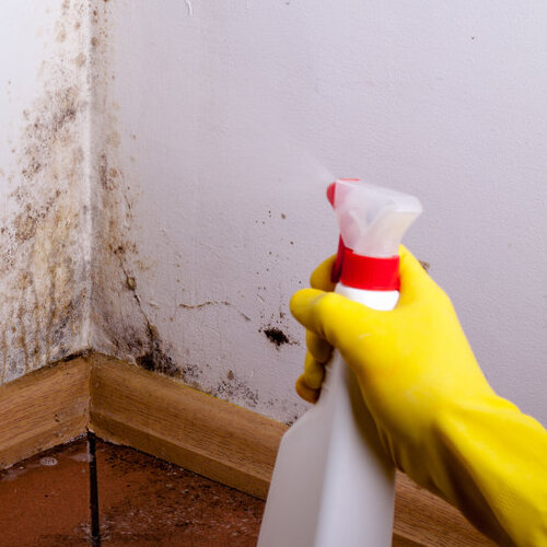 Spraying cleaner on a moldy wall.