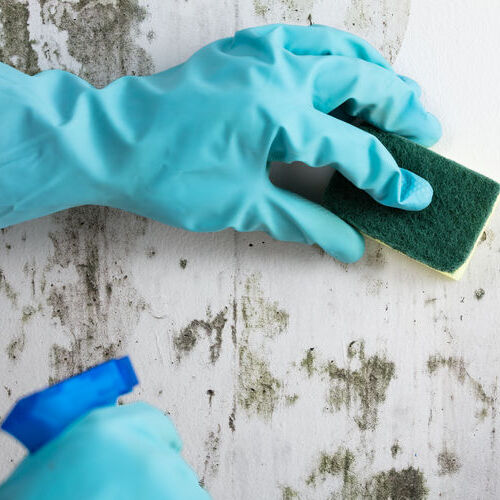 mold removal