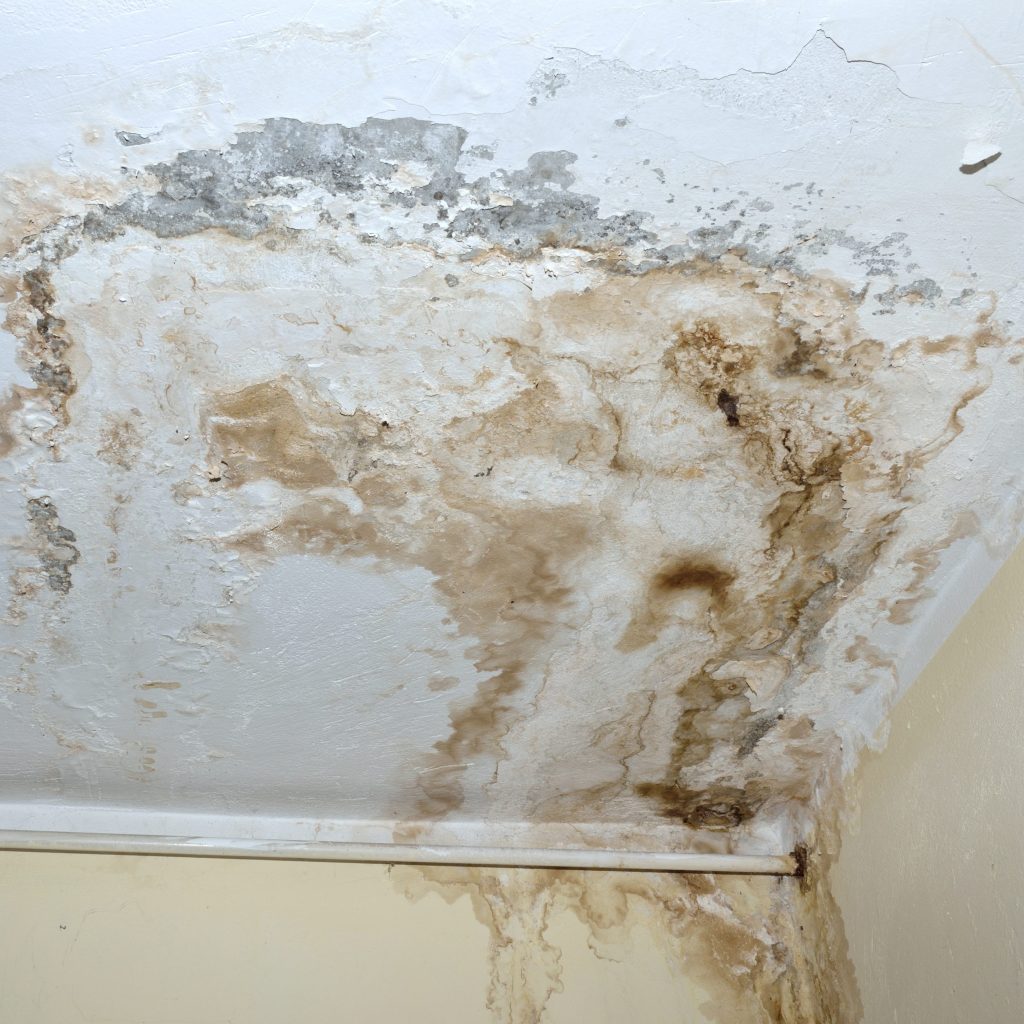 Mold on Ceiling