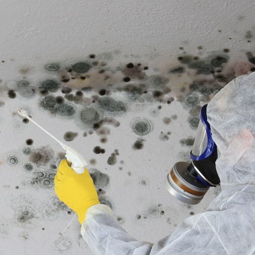 mold removal